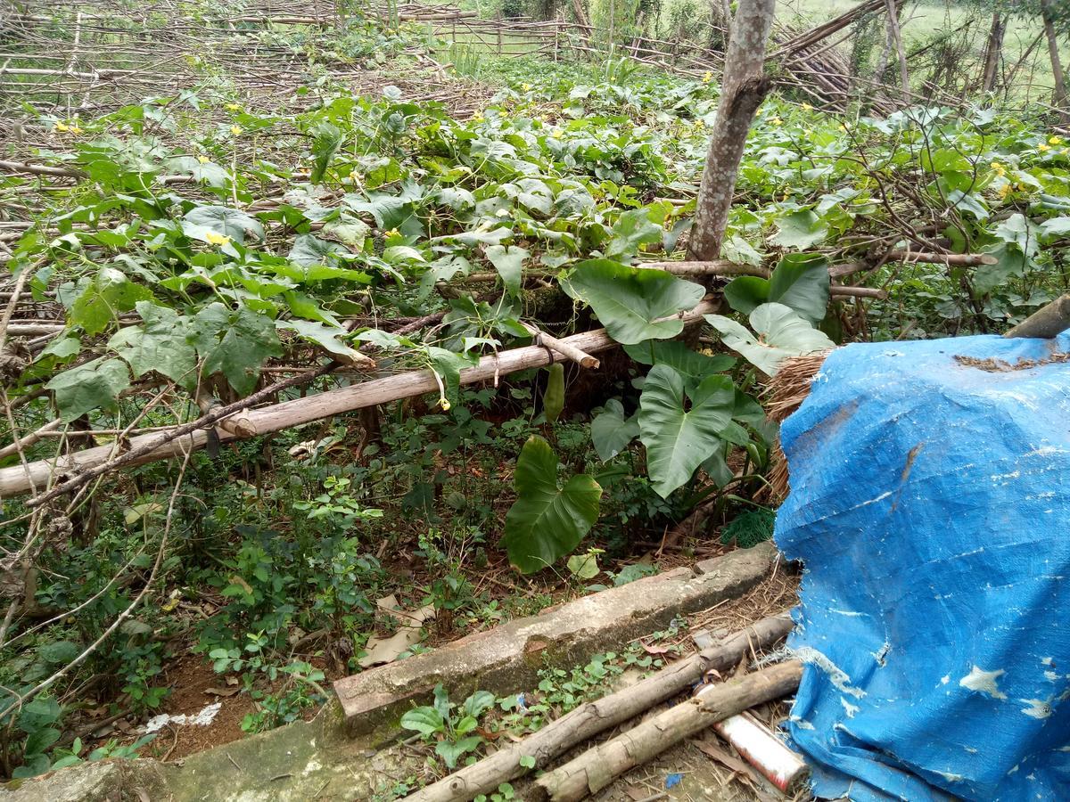 Phong Nha Rice Field Homestay المظهر الخارجي الصورة