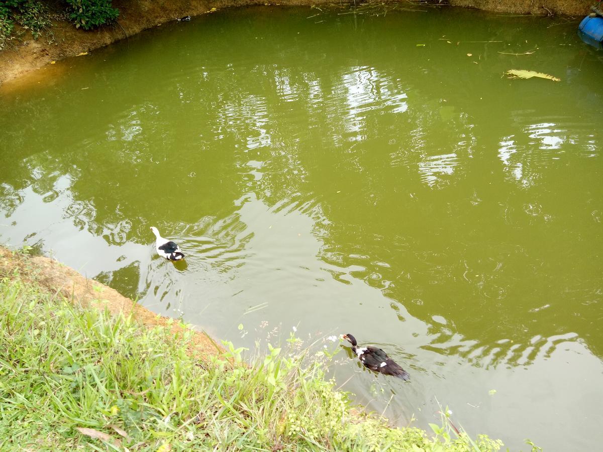 Phong Nha Rice Field Homestay المظهر الخارجي الصورة