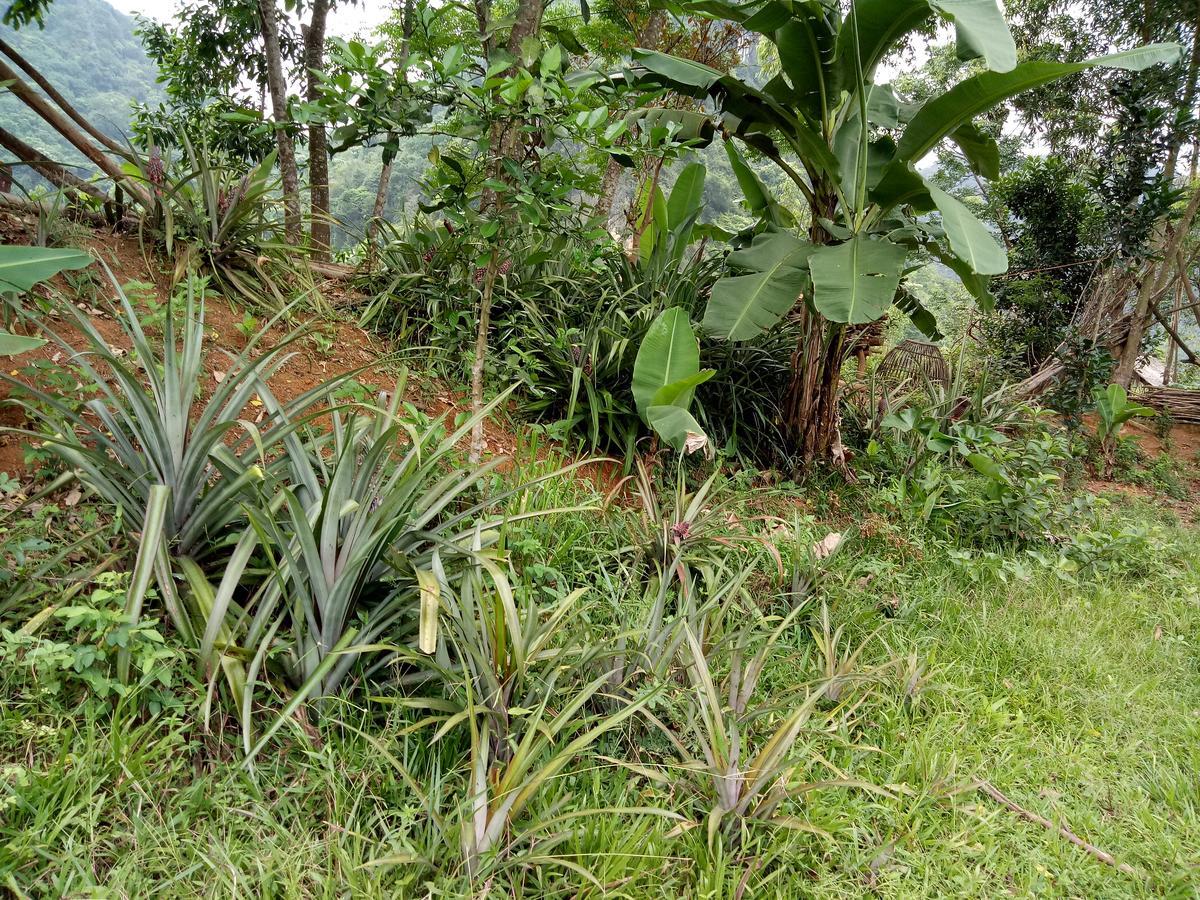 Phong Nha Rice Field Homestay المظهر الخارجي الصورة