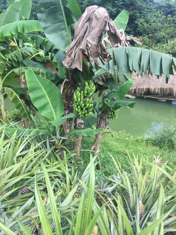 Phong Nha Rice Field Homestay المظهر الخارجي الصورة