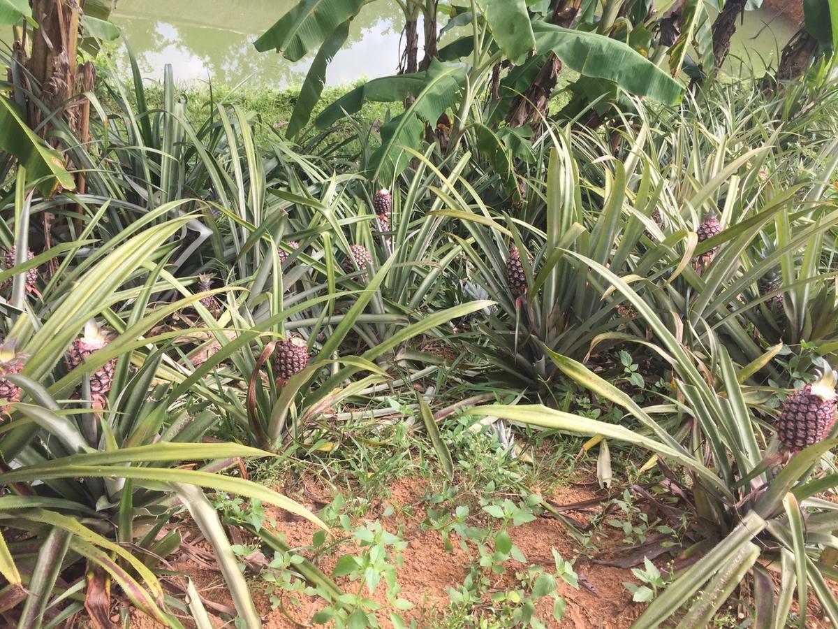 Phong Nha Rice Field Homestay المظهر الخارجي الصورة